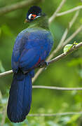 Hartlaub's Turaco