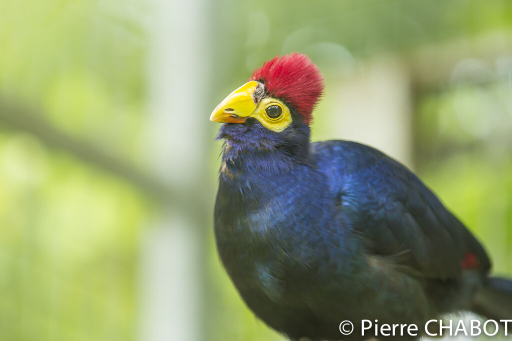 Ross's Turaco