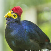 Ross's Turaco