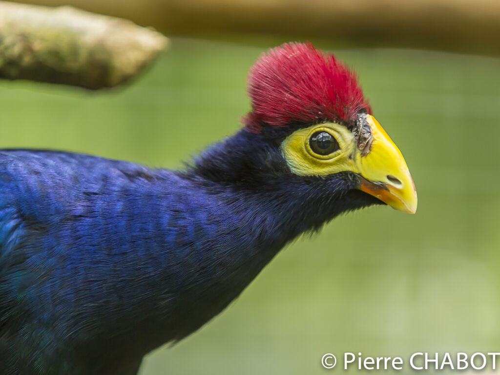 Ross's Turaco