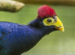 Ross's Turaco