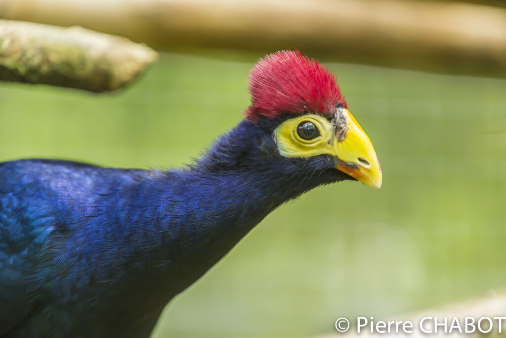 Ross's Turaco