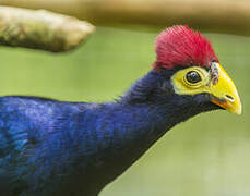 Ross's Turaco