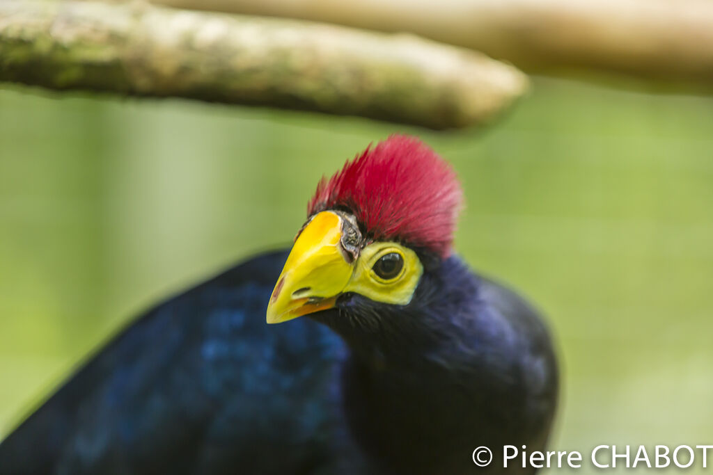 Ross's Turaco