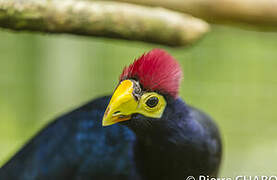 Ross's Turaco