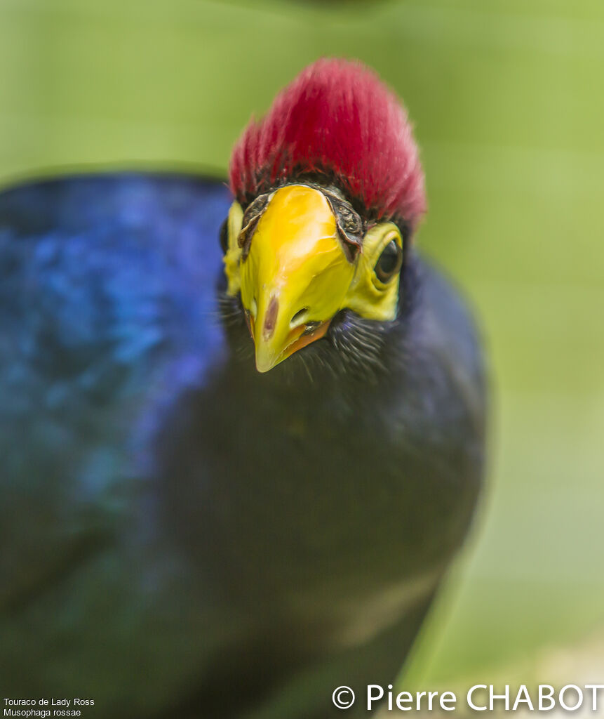 Ross's Turaco