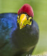 Ross's Turaco