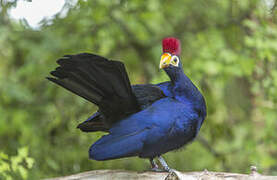 Ross's Turaco