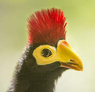 Ross's Turaco