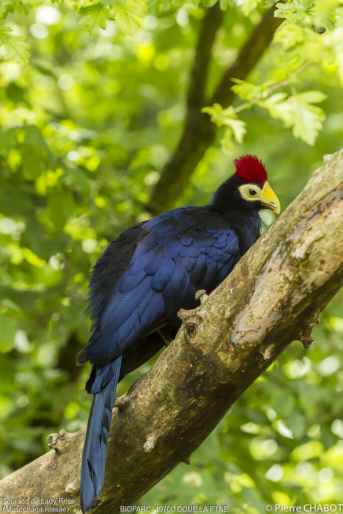 Ross's Turaco