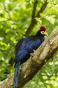 Ross's Turaco