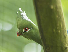 Livingstone's Turaco