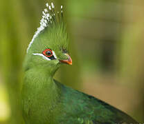 Livingstone's Turaco