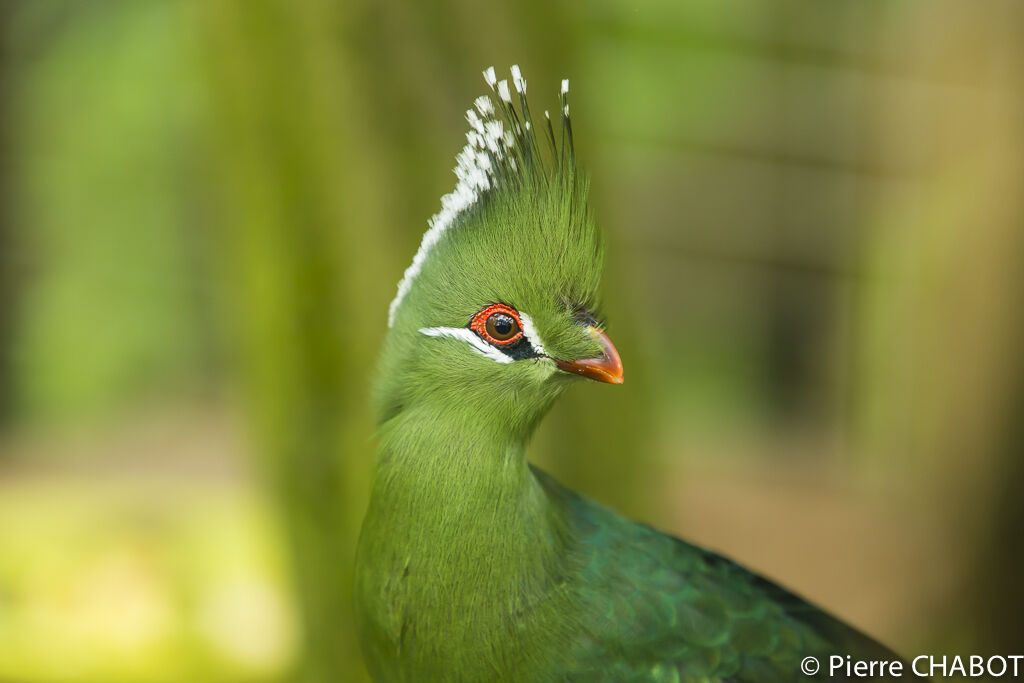 Touraco de Livingstone