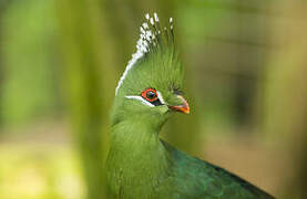 Touraco de Livingstone