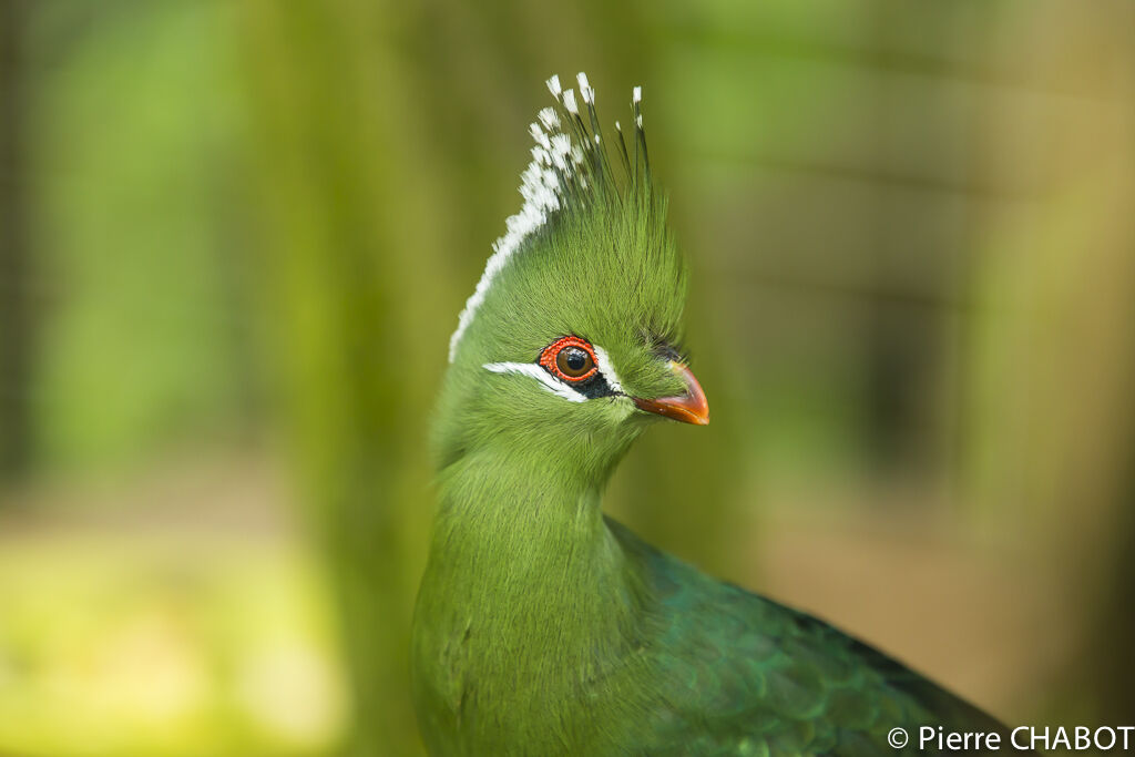 Livingstone's Turaco