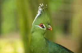 Livingstone's Turaco