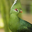 Touraco de Livingstone