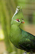 Livingstone's Turaco