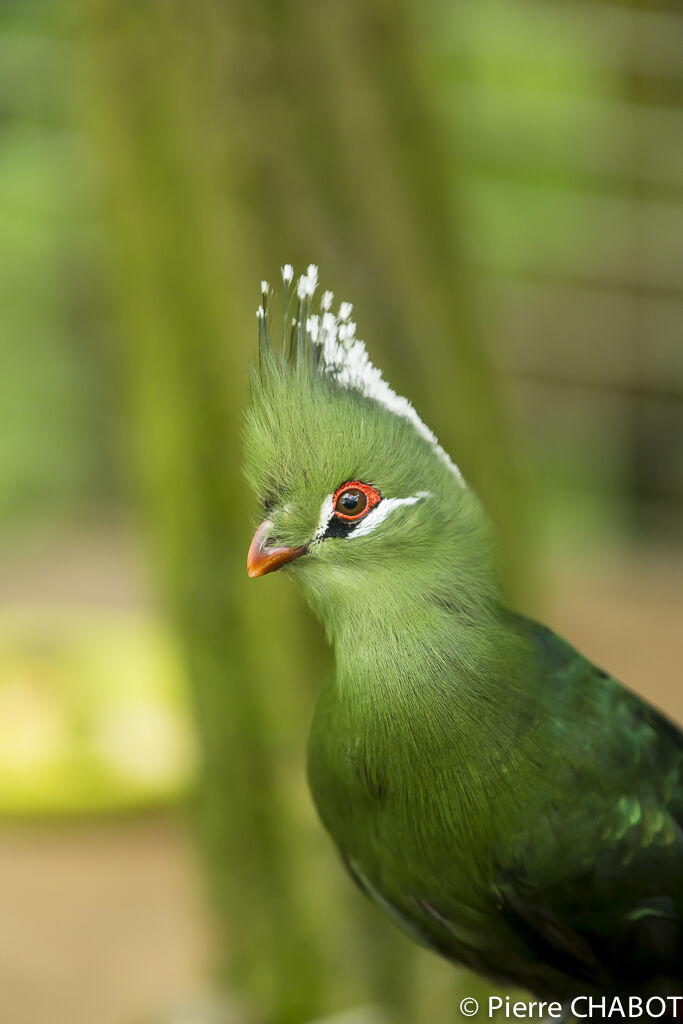 Livingstone's Turaco