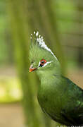 Livingstone's Turaco