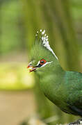 Livingstone's Turaco