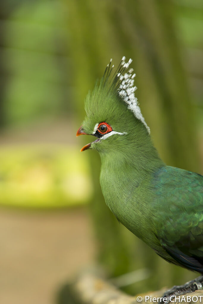 Livingstone's Turaco