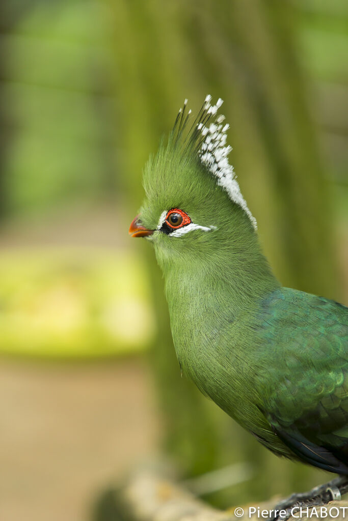 Livingstone's Turaco