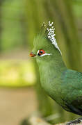 Livingstone's Turaco