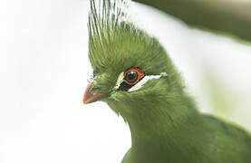 Livingstone's Turaco