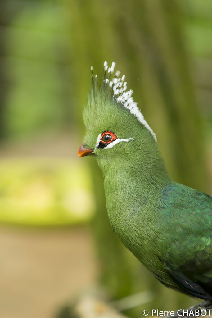 Livingstone's Turaco