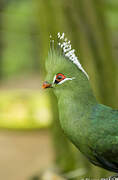 Livingstone's Turaco