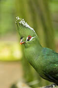 Livingstone's Turaco