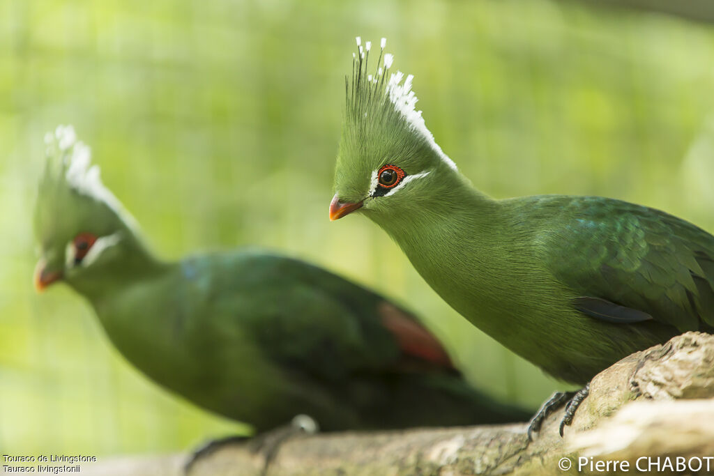 Livingstone's Turaco