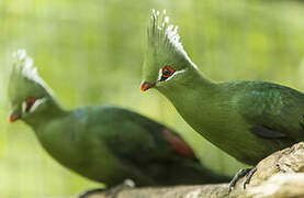 Livingstone's Turaco