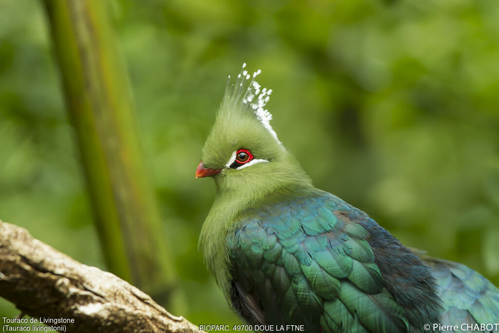 Touraco de Livingstone