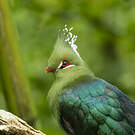 Touraco de Livingstone