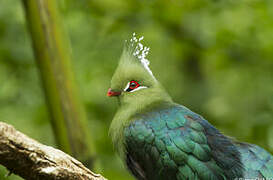 Livingstone's Turaco