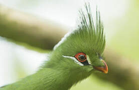 Livingstone's Turaco