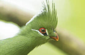 Livingstone's Turaco