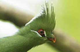 Livingstone's Turaco