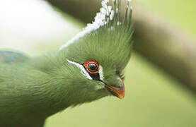 Livingstone's Turaco