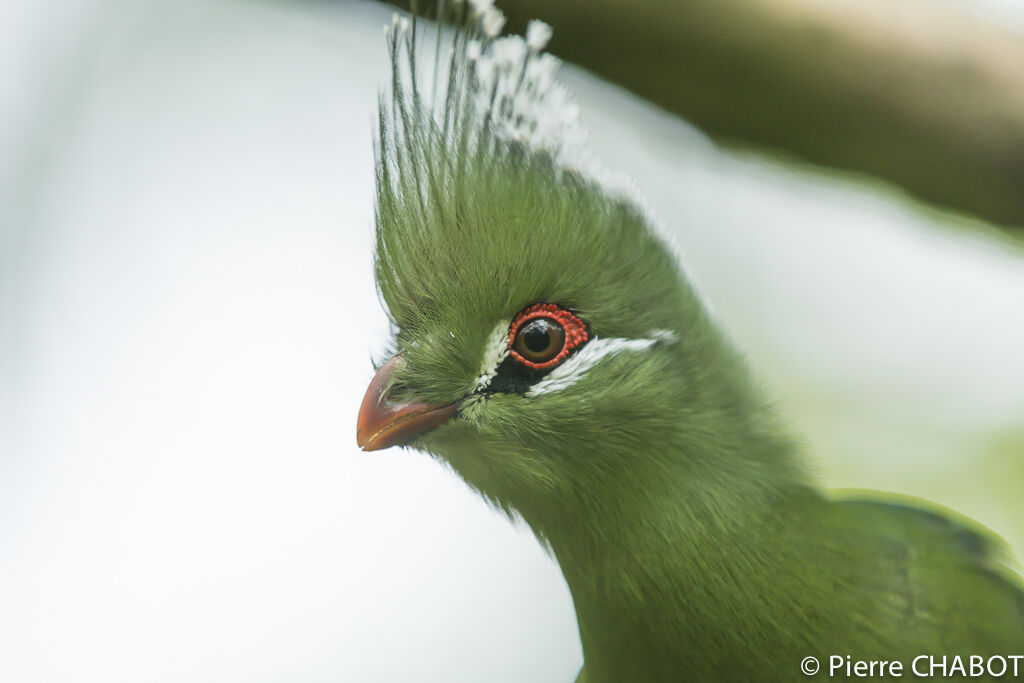 Livingstone's Turaco