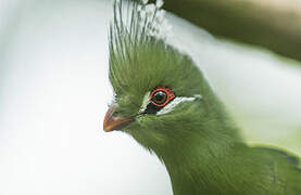 Livingstone's Turaco