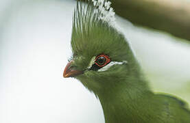 Livingstone's Turaco