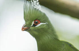 Livingstone's Turaco