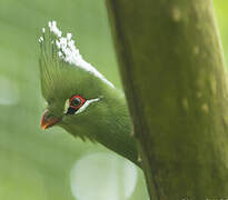 Livingstone's Turaco