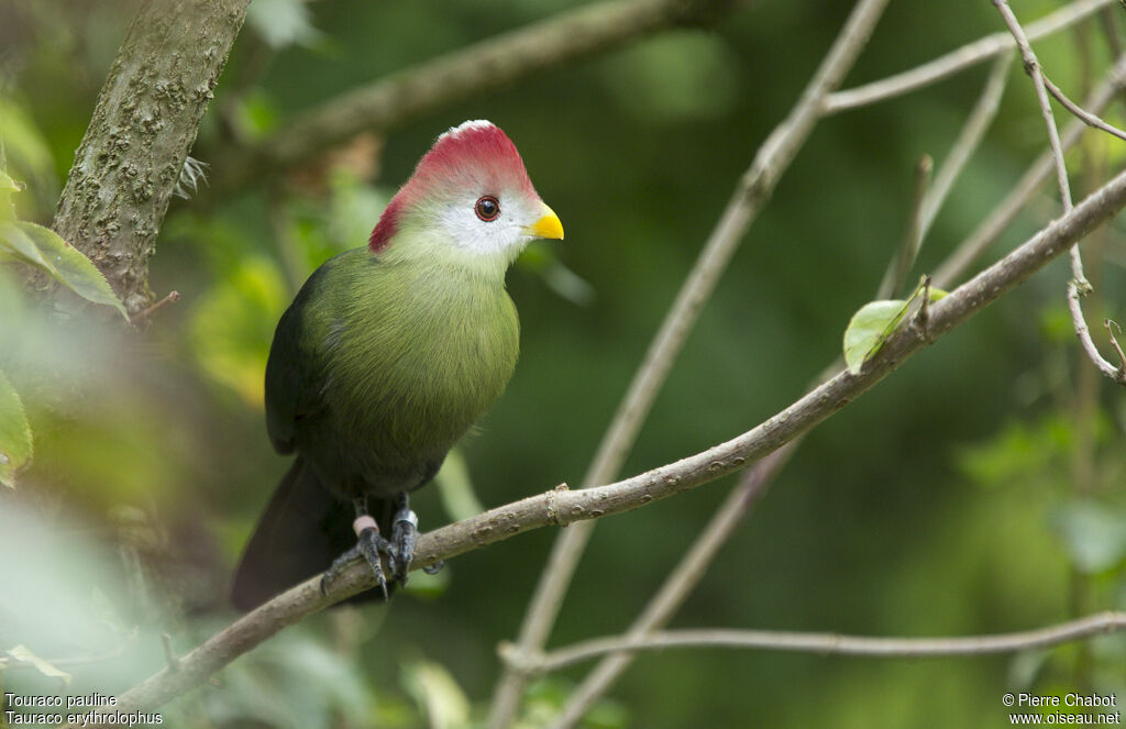 Red-crested Turaco