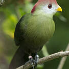 Touraco pauline