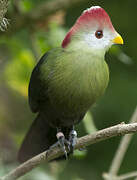 Red-crested Turaco